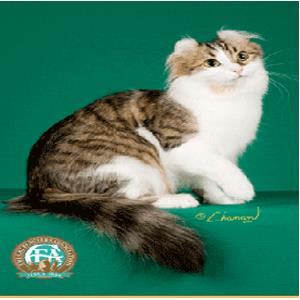 American curl