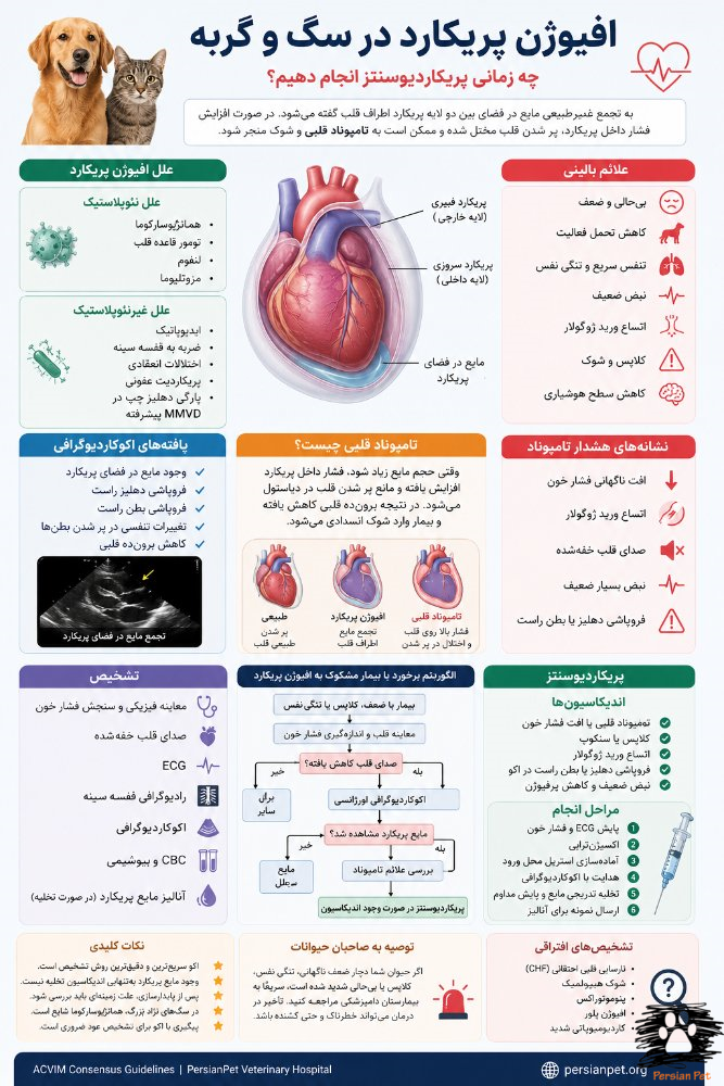 افیوژن پریکارد در سگ و گربه | علائم، تشخیص و زمان انجام پریکاردیوسنتز