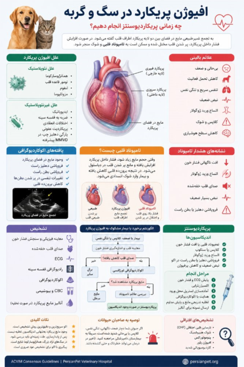 افیوژن پریکارد در سگ و گربه | علائم، تشخیص و زمان انجام پریکاردیوسنتز