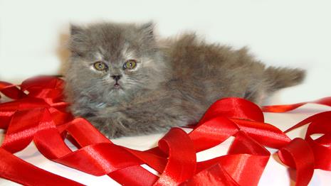 گربه پرشین ماده بلو کالر 