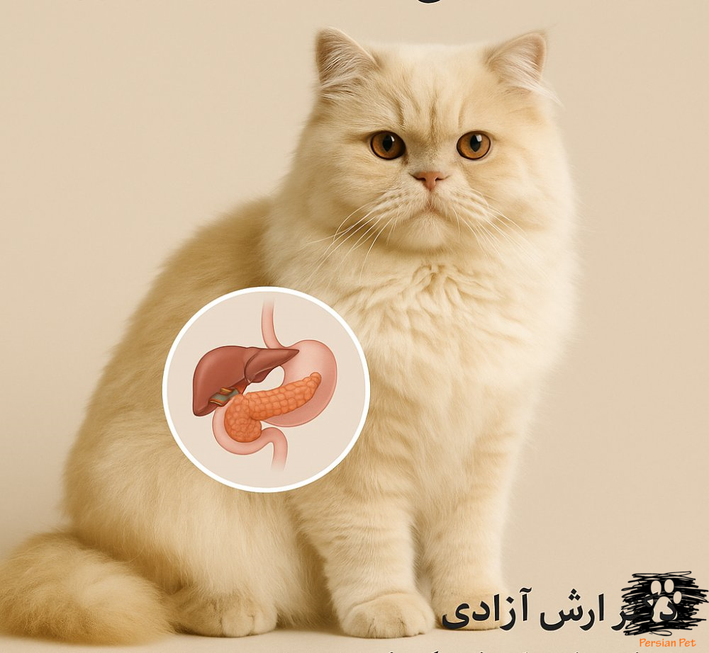 درمان استفراغ مکرر در پانکراتیت گربه‌ها: نقش و ملاحظات کورتیکواستروئیدها