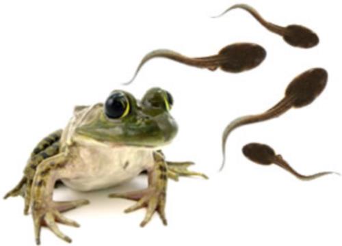اصول نگهداری از بچه قورباغه های آبزی (Tadpole)