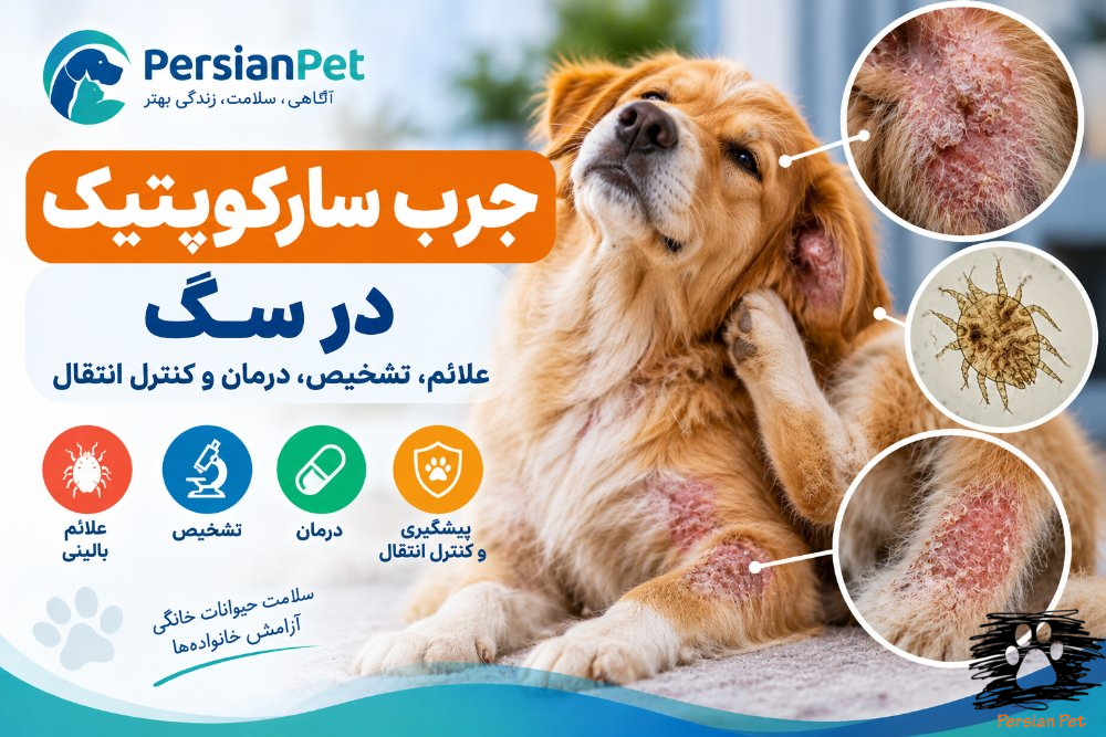 جرب سارکوپتیک در سگ؛ علائم، تشخیص و درمان