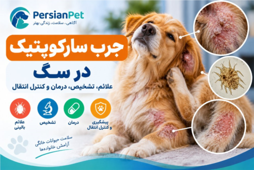 جرب سارکوپتیک در سگ؛ علائم، تشخیص و درمان