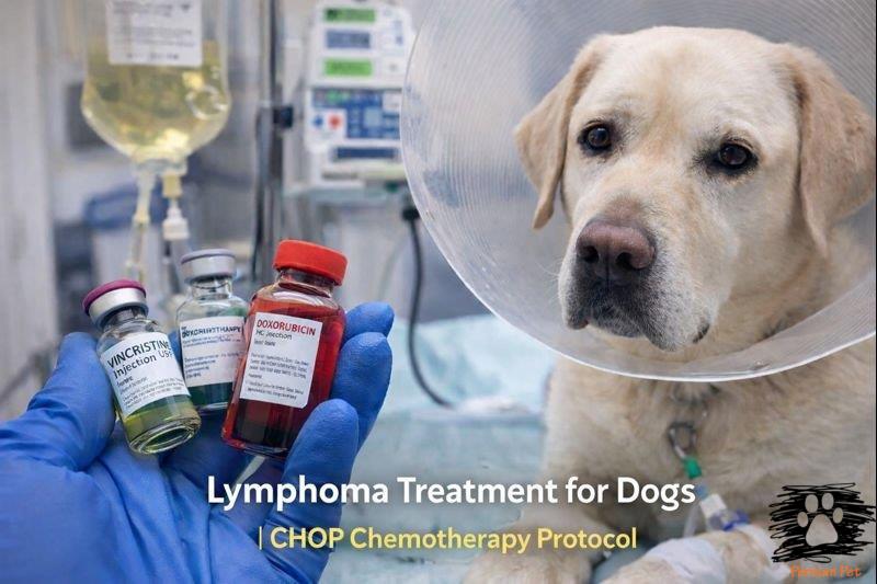 درمان لنفوم در سگ‌ها | پروتکل‌های شیمی درمانی و داروهای موثر