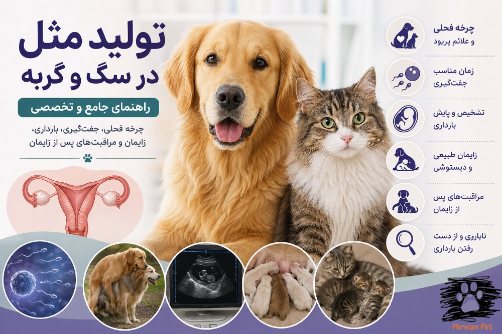 تولیدمثل در سگ و گربه | راهنمای جامع فحلی، جفت‌گیری، بارداری و زایمان