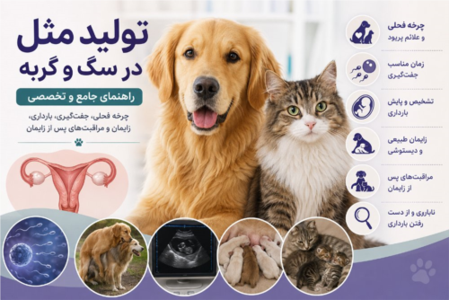 تولیدمثل در سگ و گربه | راهنمای جامع فحلی، جفت‌گیری، بارداری و زایمان