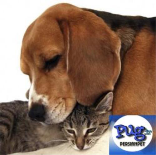 آیا دادن غذای گربه به سگ کار درستی است؟