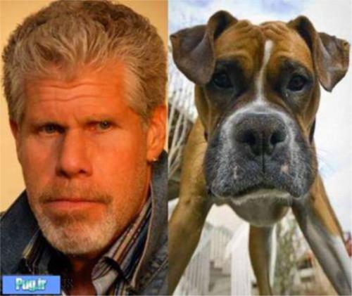 شباهت سگ ها به ...............