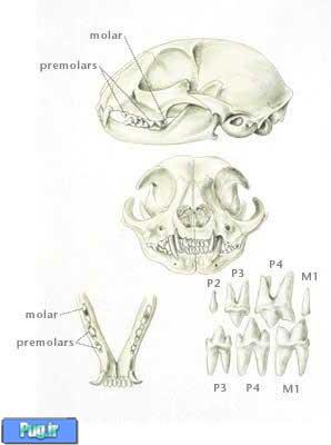 /Files/Contents/138705/Image509-2.jpg