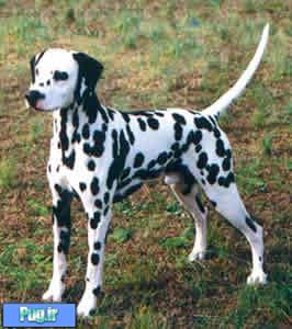 Dalmatian