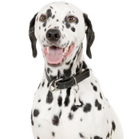 Dalmatian