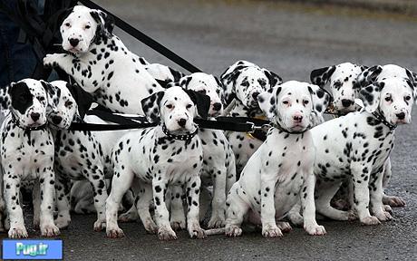 Dalmatian