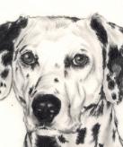 Dalmatian