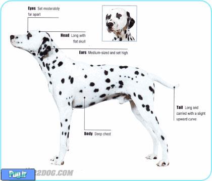 Dalmatian