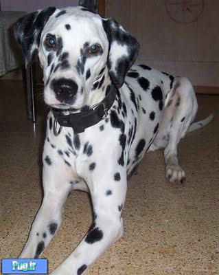 Dalmatian