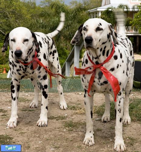 Dalmatian