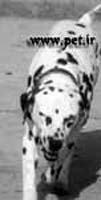 Dalmatian