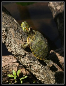 Red_eared_Sliderلاک پشت گوش قرمز لاک پشت گوش قرمز Red_eared_Slider