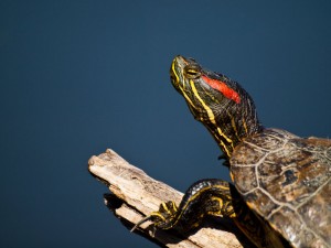 Red_Eared_Slider_لاک پشت گوش قرمز Red_Eared_Slider_لاک پشت گوش قرمز