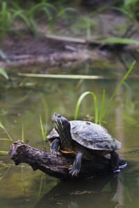 Red_Eared_Slider_لاک پشت گوش قرمز Red_Eared_Slider_لاک پشت گوش قرمز