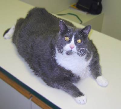 توصیه های رژیم غذایی گربه ی مبتلا به بیماری کبد