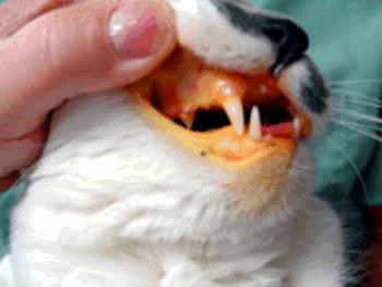 توصیه های رژیم غذایی گربه ی مبتلا به بیماری کبد