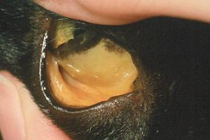 توصیه های رژیم غذایی گربه ی مبتلا به بیماری کبد