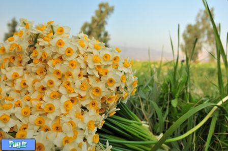 بهبهان بهترین دشت جنوب