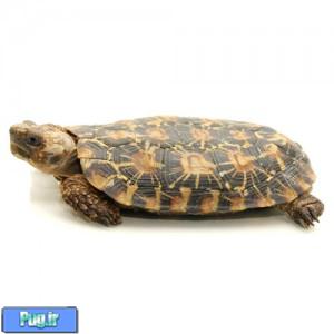 تفاوت لاک پشت های آبزی (Turtles) و لاک پشت های خشکی 