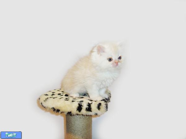 <div><p>  <img title="<div><p>  <img title=" گربه="" پرشین="" آماده="" فروش="" فروردین="" alt="گربه پرشین آماده فروش فروردین 1391 " src="/Files/Contents/139101/Image45299-1.jpg" /></p>
<p><img title="گربه پرشین آماده فروش فروردین 1391 " alt="گربه پرشین آماده فروش فروردین 1391 " src="/Files/Contents/139101/Image45299-2.jpg" /></p>
<p><img title="گربه پرشین آماده فروش فروردین 1391 " alt="گربه پرشین آماده فروش فروردین 1391 " src="/Files/Contents/139101/Image45299-3.jpg" /></p>
<p>" alt="فروش رفت" src="/Files/Contents/139101/Image45299-1.jpg" /></p>
<p> </p>
<p><img title="<div><p>  <img title=" گربه="" پرشین="" آماده="" فروش="" فروردین="" alt="گربه پرشین آماده فروش فروردین 1391 " src="/Files/Contents/139101/Image45299-1.jpg" /></p>
<p><img title="گربه پرشین آماده فروش فروردین 1391 " alt="گربه پرشین آماده فروش فروردین 1391 " src="/Files/Contents/139101/Image45299-2.jpg" /></p>
<p><img title="گربه پرشین آماده فروش فروردین 1391 " alt="گربه پرشین آماده فروش فروردین 1391 " src="/Files/Contents/139101/Image45299-3.jpg" /></p>
<p>" alt="فروش رفت" src="/Files/Contents/139101/Image45299-2.jpg" /></p>
<p> </p>
<p><img title="<div><p>  <img title=" گربه="" پرشین="" آماده="" فروش="" فروردین="" alt="گربه پرشین آماده فروش فروردین 1391 " src="/Files/Contents/139101/Image45299-1.jpg" /></p>
<p><img title="گربه پرشین آماده فروش فروردین 1391 " alt="گربه پرشین آماده فروش فروردین 1391 " src="/Files/Contents/139101/Image45299-2.jpg" /></p>
<p><img title="گربه پرشین آماده فروش فروردین 1391 " alt="گربه پرشین آماده فروش فروردین 1391 " src="/Files/Contents/139101/Image45299-3.jpg" /></p>
<p>" alt="فروش رفت" src="/Files/Contents/139101/Image45299-3.jpg" /></p>
<p> </p></div> صب