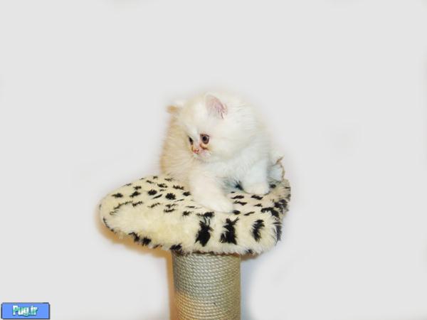 <div><p>  <img title="<div><p>  <img title=" گربه="" پرشین="" آماده="" فروش="" فروردین="" alt="گربه پرشین آماده فروش فروردین 1391 " src="/Files/Contents/139101/Image45299-1.jpg" /></p>
<p><img title="گربه پرشین آماده فروش فروردین 1391 " alt="گربه پرشین آماده فروش فروردین 1391 " src="/Files/Contents/139101/Image45299-2.jpg" /></p>
<p><img title="گربه پرشین آماده فروش فروردین 1391 " alt="گربه پرشین آماده فروش فروردین 1391 " src="/Files/Contents/139101/Image45299-3.jpg" /></p>
<p>" alt="فروش رفت" src="/Files/Contents/139101/Image45299-1.jpg" /></p>
<p> </p>
<p><img title="<div><p>  <img title=" گربه="" پرشین="" آماده="" فروش="" فروردین="" alt="گربه پرشین آماده فروش فروردین 1391 " src="/Files/Contents/139101/Image45299-1.jpg" /></p>
<p><img title="گربه پرشین آماده فروش فروردین 1391 " alt="گربه پرشین آماده فروش فروردین 1391 " src="/Files/Contents/139101/Image45299-2.jpg" /></p>
<p><img title="گربه پرشین آماده فروش فروردین 1391 " alt="گربه پرشین آماده فروش فروردین 1391 " src="/Files/Contents/139101/Image45299-3.jpg" /></p>
<p>" alt="فروش رفت" src="/Files/Contents/139101/Image45299-2.jpg" /></p>
<p> </p>
<p><img title="<div><p>  <img title=" گربه="" پرشین="" آماده="" فروش="" فروردین="" alt="گربه پرشین آماده فروش فروردین 1391 " src="/Files/Contents/139101/Image45299-1.jpg" /></p>
<p><img title="گربه پرشین آماده فروش فروردین 1391 " alt="گربه پرشین آماده فروش فروردین 1391 " src="/Files/Contents/139101/Image45299-2.jpg" /></p>
<p><img title="گربه پرشین آماده فروش فروردین 1391 " alt="گربه پرشین آماده فروش فروردین 1391 " src="/Files/Contents/139101/Image45299-3.jpg" /></p>
<p>" alt="فروش رفت" src="/Files/Contents/139101/Image45299-3.jpg" /></p>
<p> </p></div> صب