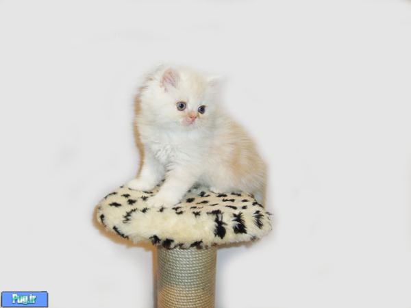 <div><p>  <img title="<div><p>  <img title=" گربه="" پرشین="" آماده="" فروش="" فروردین="" alt="گربه پرشین آماده فروش فروردین 1391 " src="/Files/Contents/139101/Image45299-1.jpg" /></p>
<p><img title="گربه پرشین آماده فروش فروردین 1391 " alt="گربه پرشین آماده فروش فروردین 1391 " src="/Files/Contents/139101/Image45299-2.jpg" /></p>
<p><img title="گربه پرشین آماده فروش فروردین 1391 " alt="گربه پرشین آماده فروش فروردین 1391 " src="/Files/Contents/139101/Image45299-3.jpg" /></p>
<p>" alt="فروش رفت" src="/Files/Contents/139101/Image45299-1.jpg" /></p>
<p> </p>
<p><img title="<div><p>  <img title=" گربه="" پرشین="" آماده="" فروش="" فروردین="" alt="گربه پرشین آماده فروش فروردین 1391 " src="/Files/Contents/139101/Image45299-1.jpg" /></p>
<p><img title="گربه پرشین آماده فروش فروردین 1391 " alt="گربه پرشین آماده فروش فروردین 1391 " src="/Files/Contents/139101/Image45299-2.jpg" /></p>
<p><img title="گربه پرشین آماده فروش فروردین 1391 " alt="گربه پرشین آماده فروش فروردین 1391 " src="/Files/Contents/139101/Image45299-3.jpg" /></p>
<p>" alt="فروش رفت" src="/Files/Contents/139101/Image45299-2.jpg" /></p>
<p> </p>
<p><img title="<div><p>  <img title=" گربه="" پرشین="" آماده="" فروش="" فروردین="" alt="گربه پرشین آماده فروش فروردین 1391 " src="/Files/Contents/139101/Image45299-1.jpg" /></p>
<p><img title="گربه پرشین آماده فروش فروردین 1391 " alt="گربه پرشین آماده فروش فروردین 1391 " src="/Files/Contents/139101/Image45299-2.jpg" /></p>
<p><img title="گربه پرشین آماده فروش فروردین 1391 " alt="گربه پرشین آماده فروش فروردین 1391 " src="/Files/Contents/139101/Image45299-3.jpg" /></p>
<p>" alt="فروش رفت" src="/Files/Contents/139101/Image45299-3.jpg" /></p>
<p> </p></div> صب