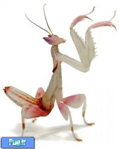 نگهداری از مانتیس (Praying Mantids)