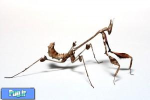 نگهداری از مانتیس (Praying Mantids)