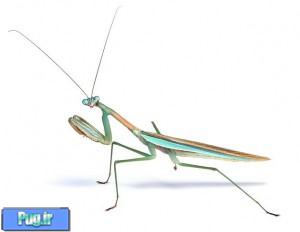 نگهداری از مانتیس (Praying Mantids)