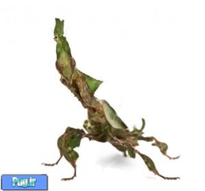 نگهداری از مانتیس (Praying Mantids)