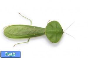 نگهداری از مانتیس (Praying Mantids)