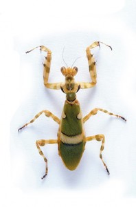 نگهداری از مانتیس (Praying Mantids)