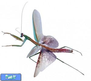 نگهداری از مانتیس (Praying Mantids)