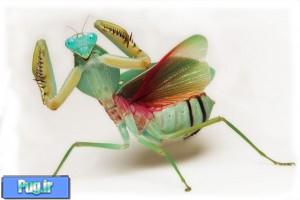 نگهداری از مانتیس (Praying Mantids)