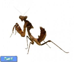 نگهداری از مانتیس (Praying Mantids)