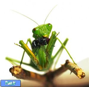 نگهداری از مانتیس (Praying Mantids)