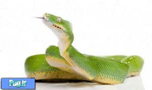 نگهداری از پیتون سبز درختی (Green Tree Python) (Morelia viridis)