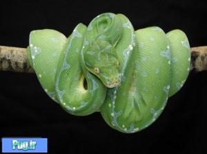 نگهداری از پیتون سبز درختی (Green Tree Python) (Morelia viridis)