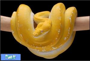 نگهداری از پیتون سبز درختی (Green Tree Python) (Morelia viridis)