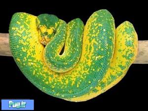 نگهداری از پیتون سبز درختی (Green Tree Python) (Morelia viridis)