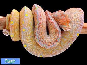 نگهداری از پیتون سبز درختی (Green Tree Python) (Morelia viridis)