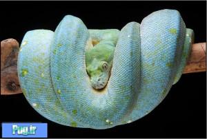 نگهداری از پیتون سبز درختی (Green Tree Python) (Morelia viridis)