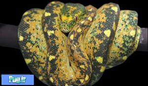 نگهداری از پیتون سبز درختی (Green Tree Python) (Morelia viridis)